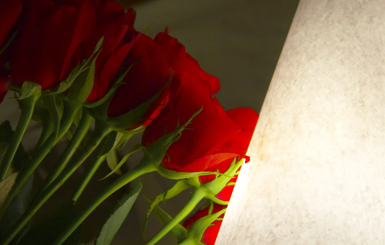 Photo wallpaper rose, flower, flowers, roses