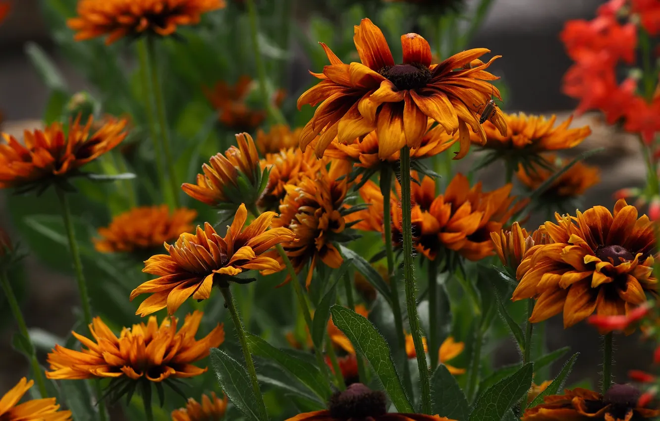 Photo wallpaper macro, petals, rudbeckia