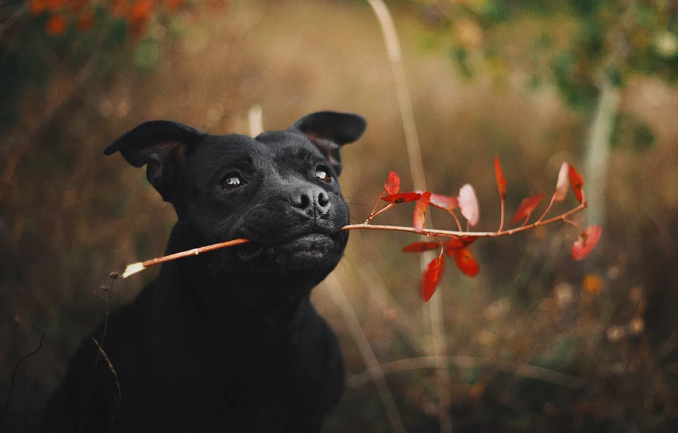 Photo wallpaper face, dog, branch