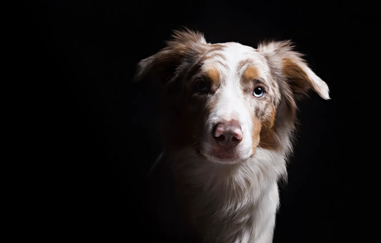 Photo wallpaper look, each, dog