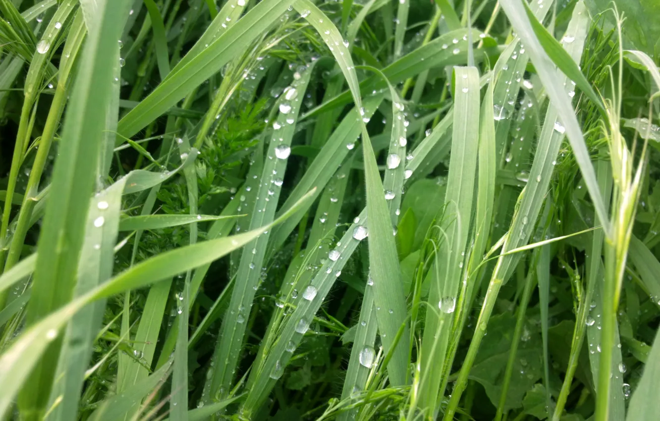 Photo wallpaper greens, grass, drops, freshness, may, after the rain
