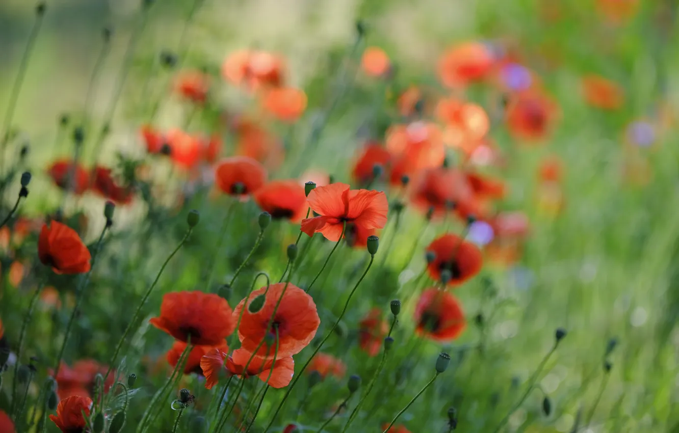 Photo wallpaper flowers, Maki, poppy field, summer, cornflowers, red, blue