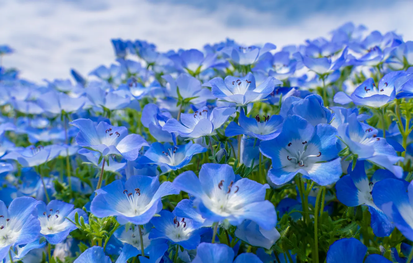 Photo wallpaper field, the sky, flowers, blue, glade, spring, meadow, a lot