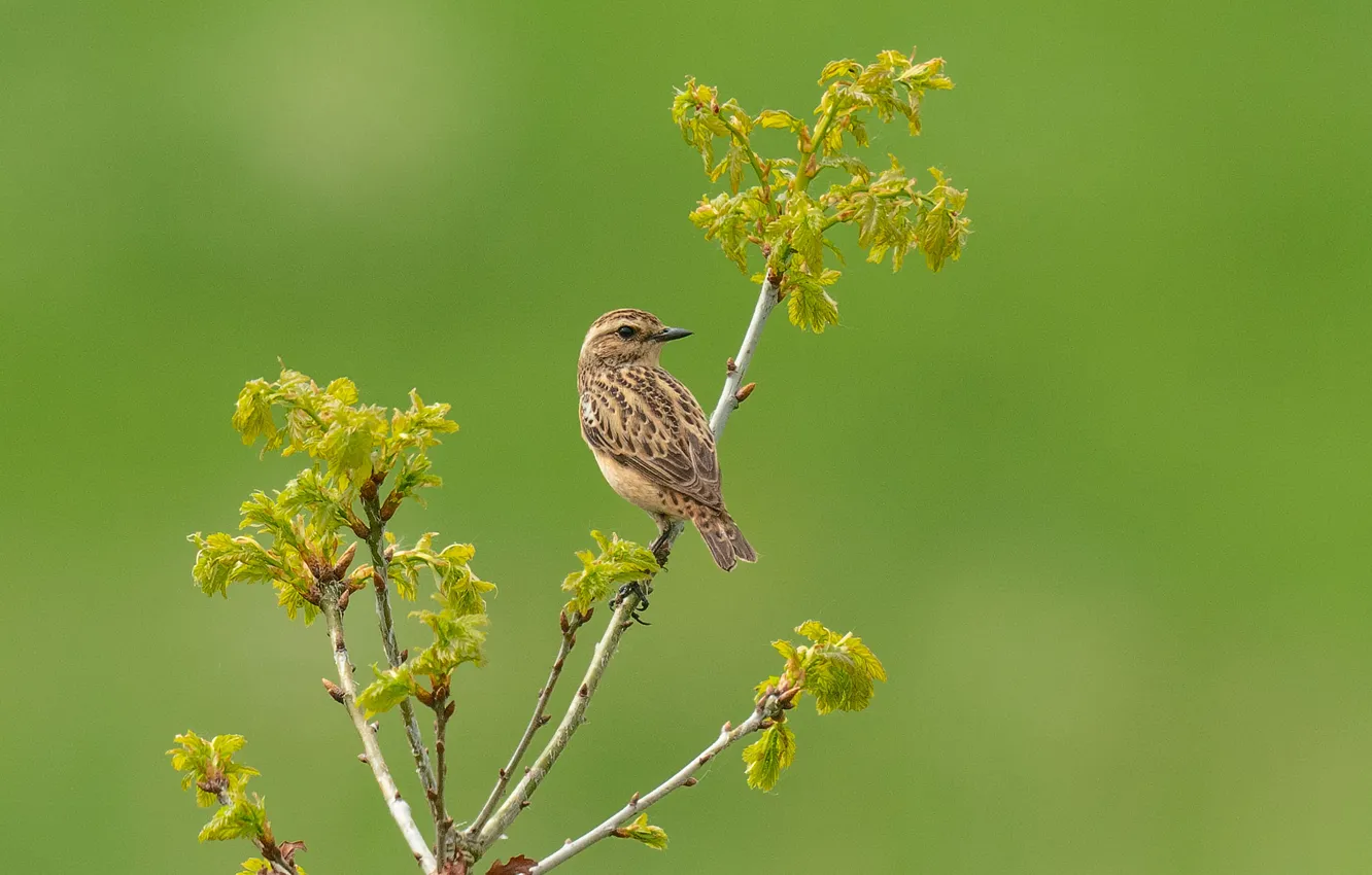 Photo wallpaper branches, bird, lark