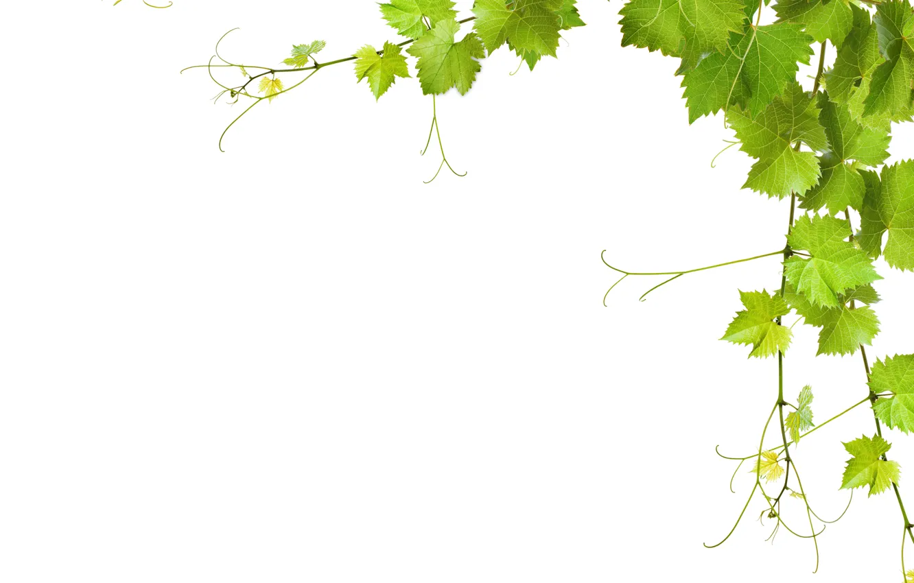 Photo wallpaper greens, leaves, branches, white background, closeup