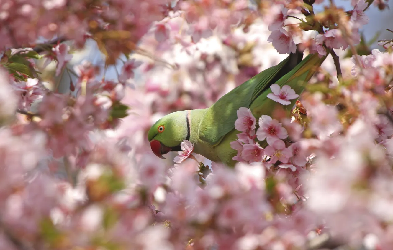 Photo wallpaper flowers, branches, bird, petals, parrot, flowering, ringed
