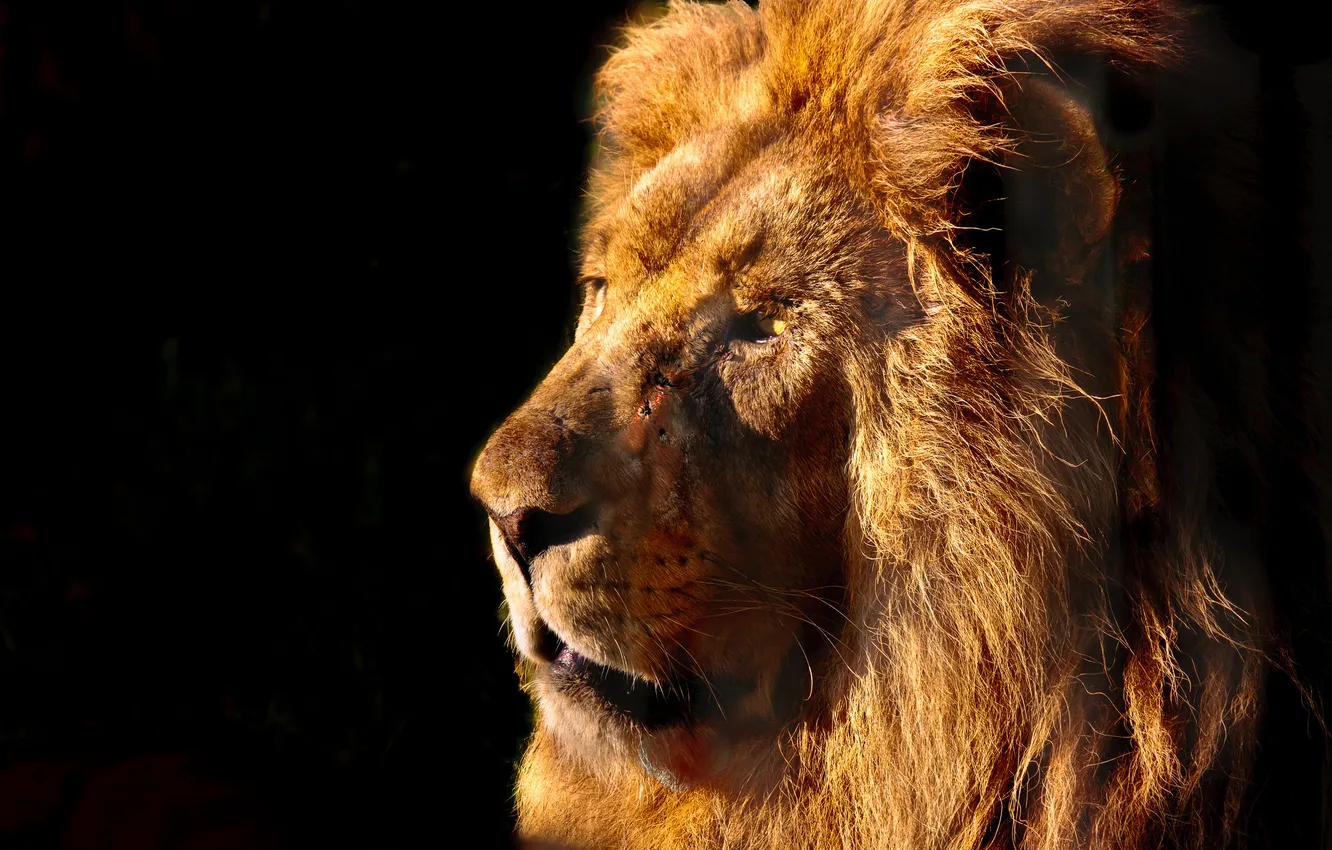 Photo wallpaper face, predator, Leo, mane