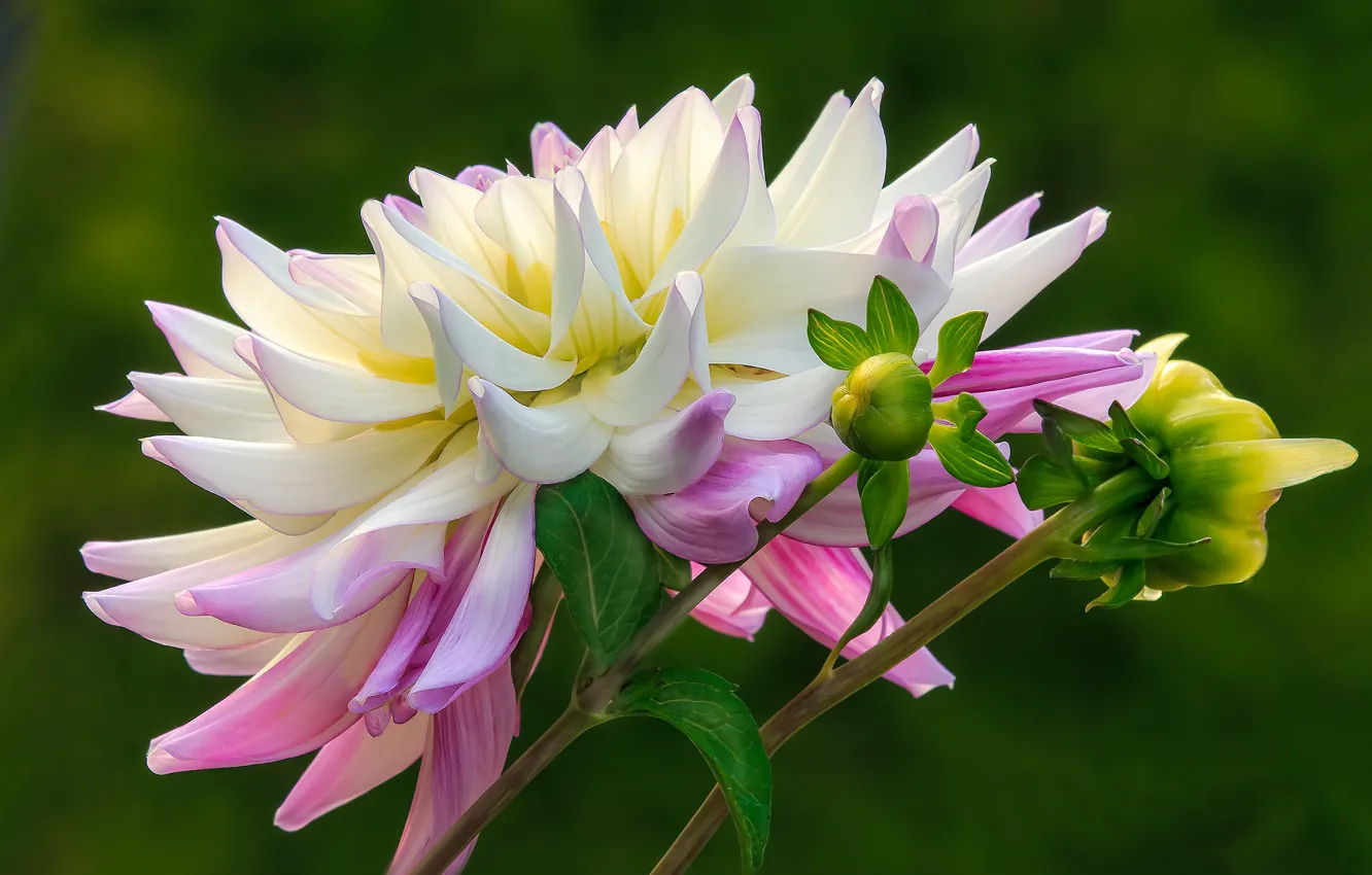 Photo wallpaper flowers, background, buds, dahlias, pink and white