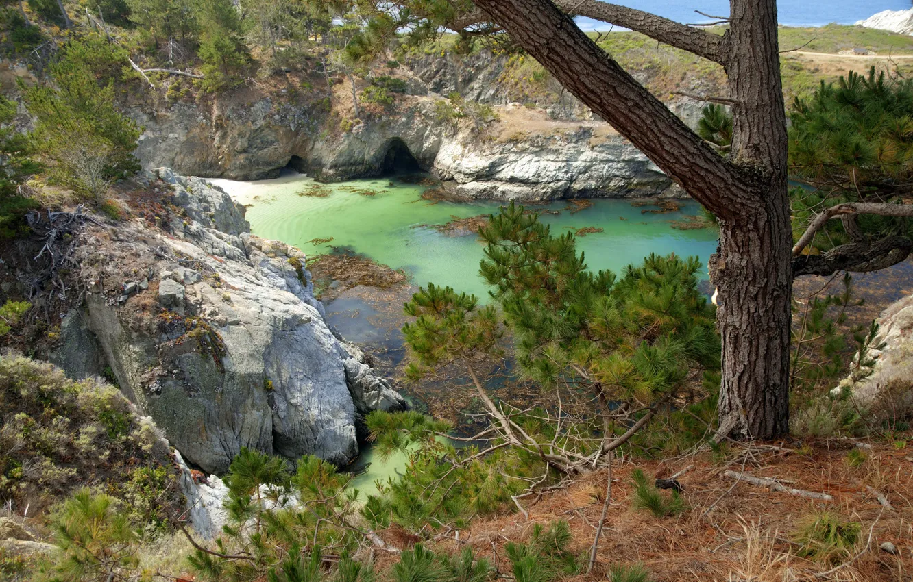Photo wallpaper trees, rocks, cave
