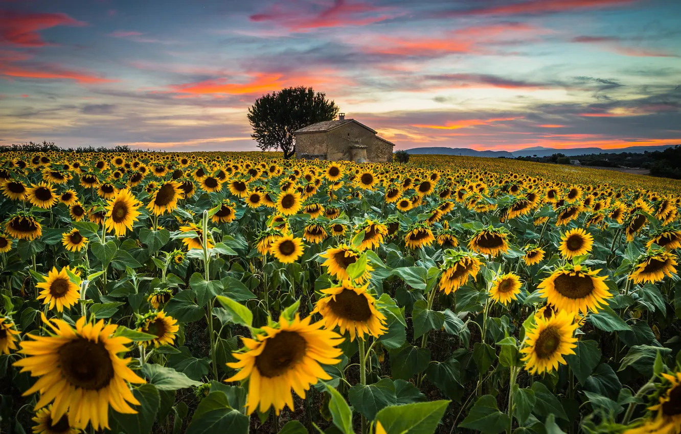 Photo wallpaper field, sunflowers, house