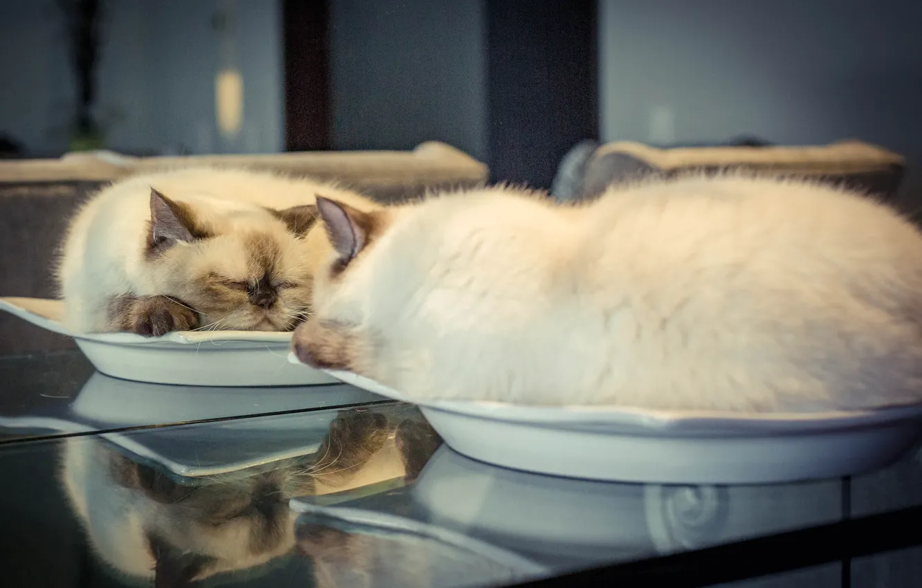 Photo wallpaper cat, reflection, sleep, mirror, plate, sleeping