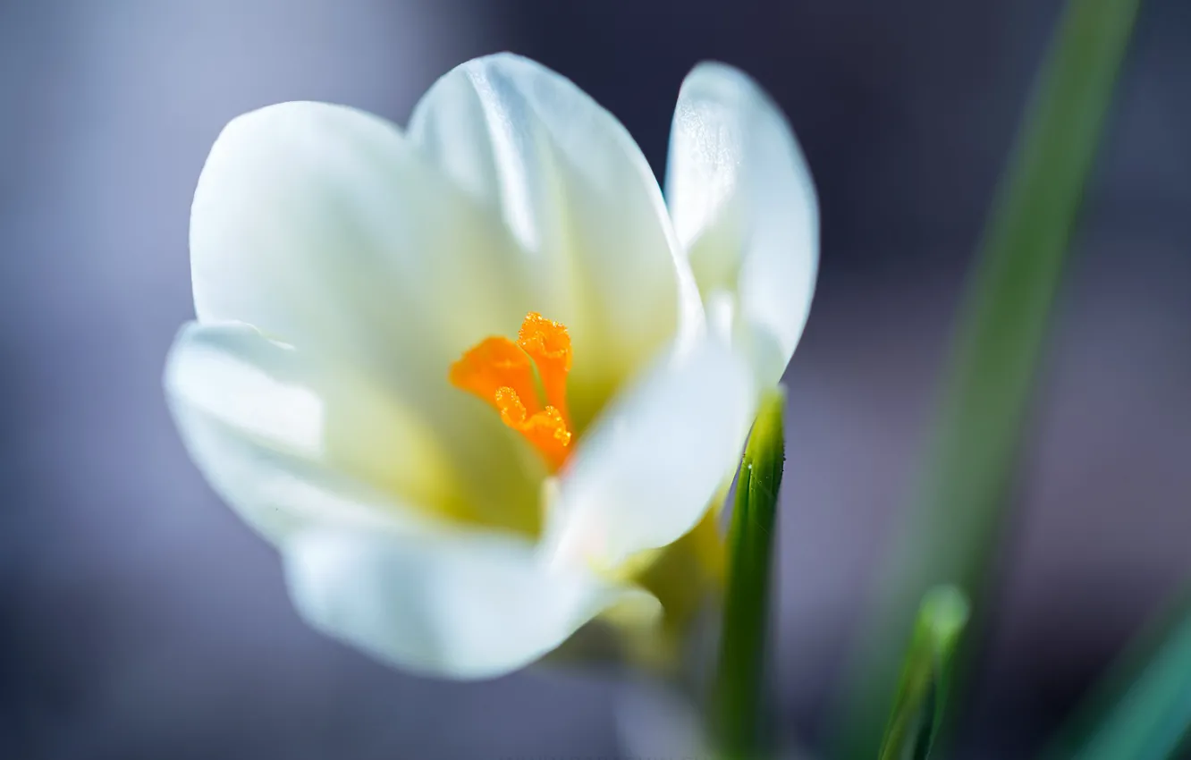 Photo wallpaper white, macro, crocuses, bokeh, saffron