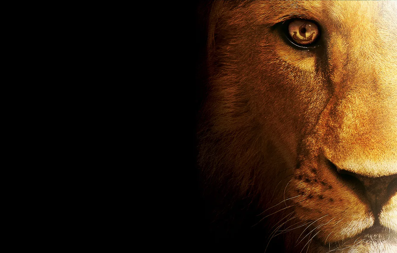 Photo wallpaper cat, predator, Leo, beast