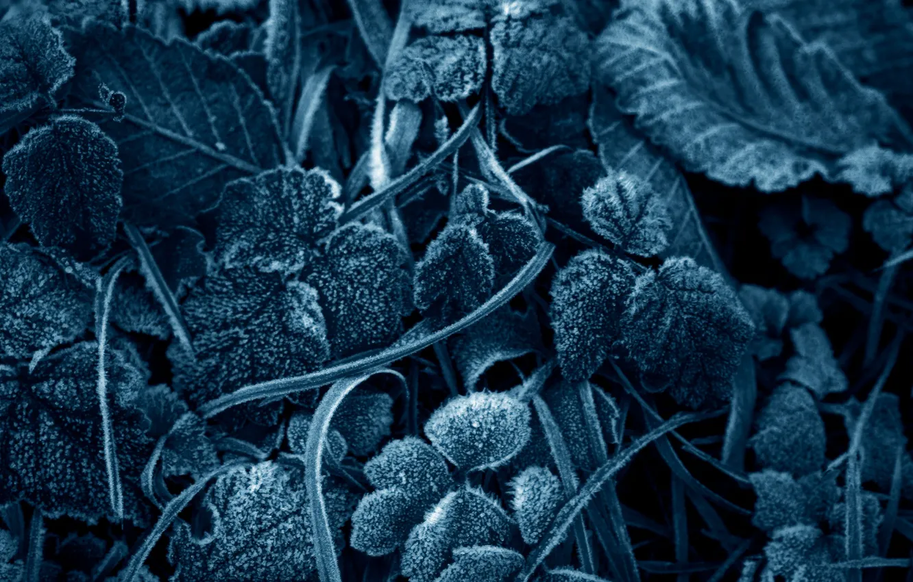 Photo wallpaper frost, leaves, frost