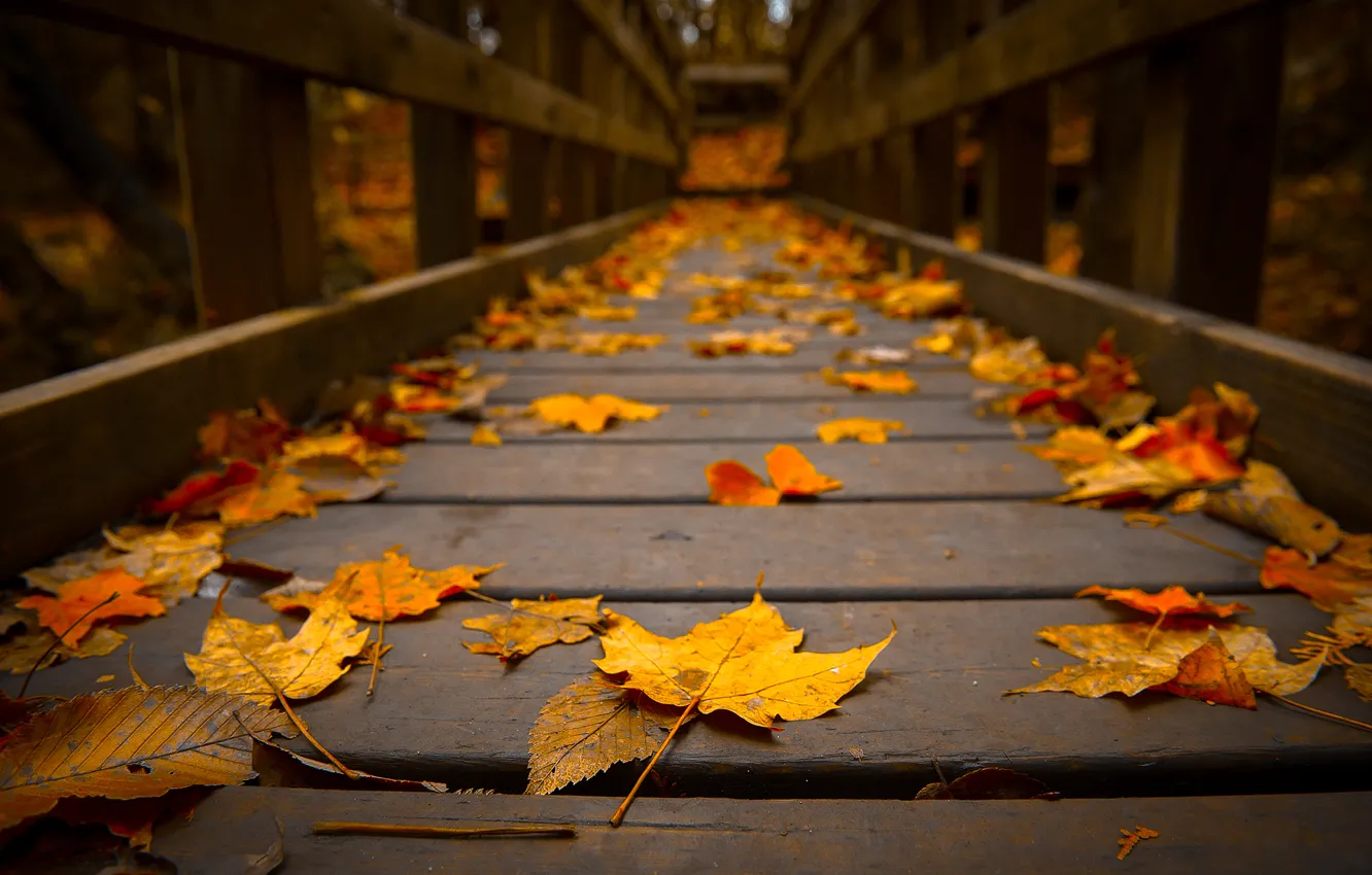 Photo wallpaper autumn, macro, tree, foliage, the bridge