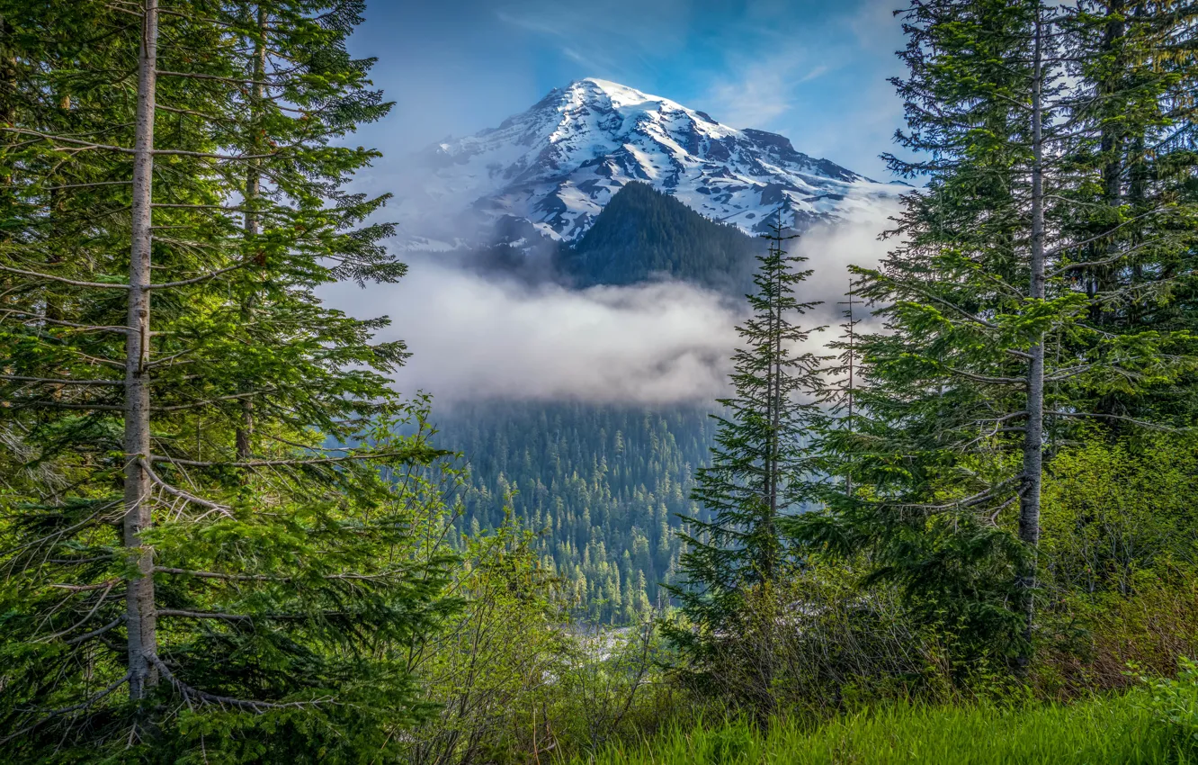 Photo wallpaper forest, trees, mountain, Mount Rainier National Park, National Park mount Rainier, Mount Rainier, The cascade …