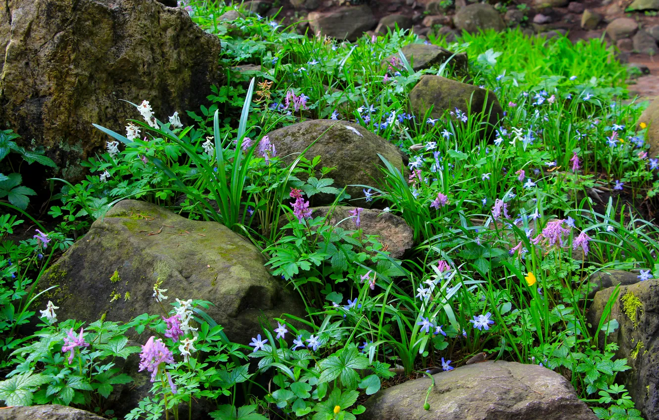 Photo wallpaper green, flower, stones, spring, plant, moss