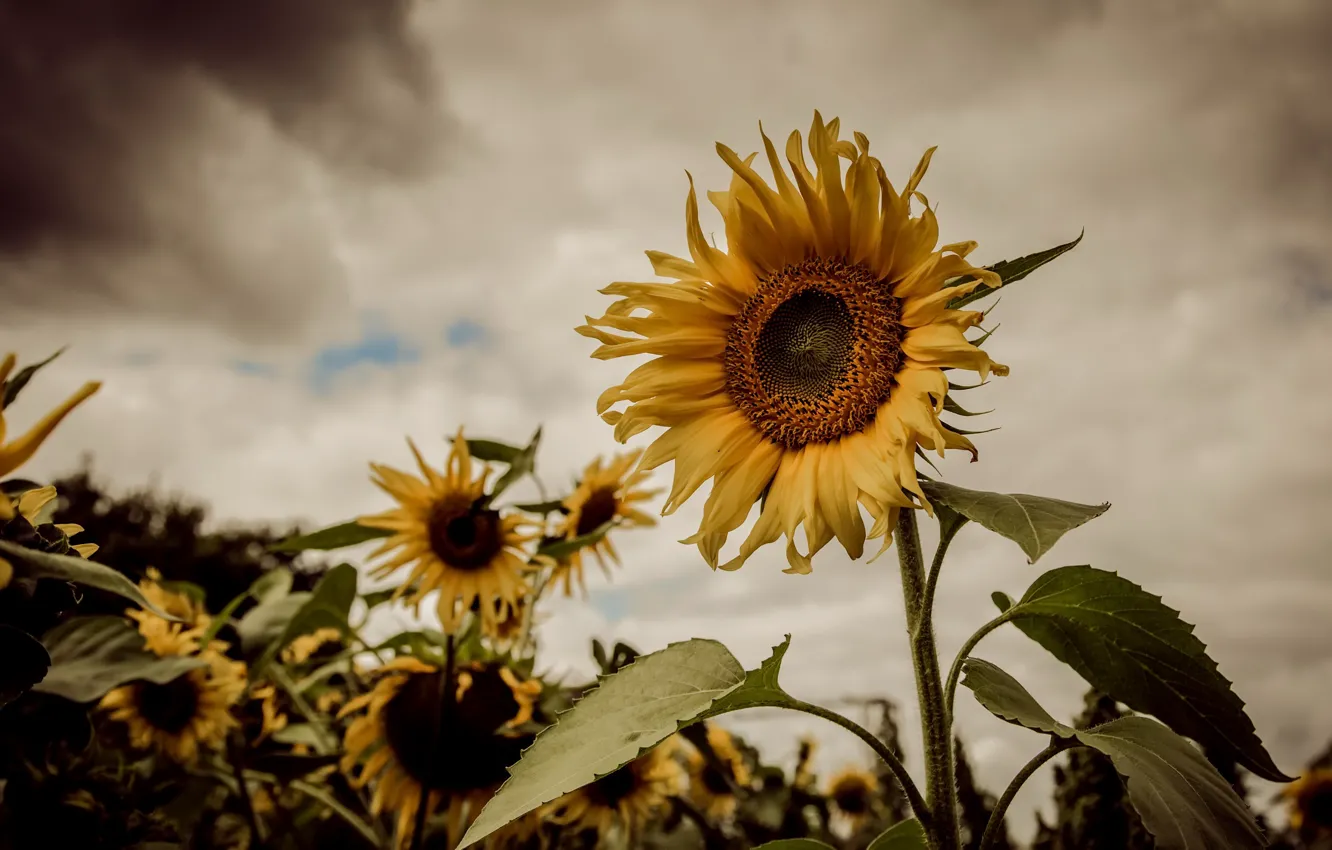 Photo wallpaper summer, sunflowers, nature