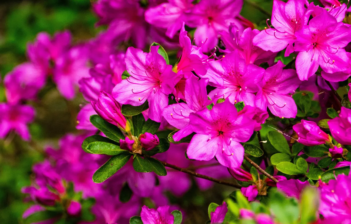 Photo wallpaper leaves, flowers, branches, nature, background, bright, garden, pink