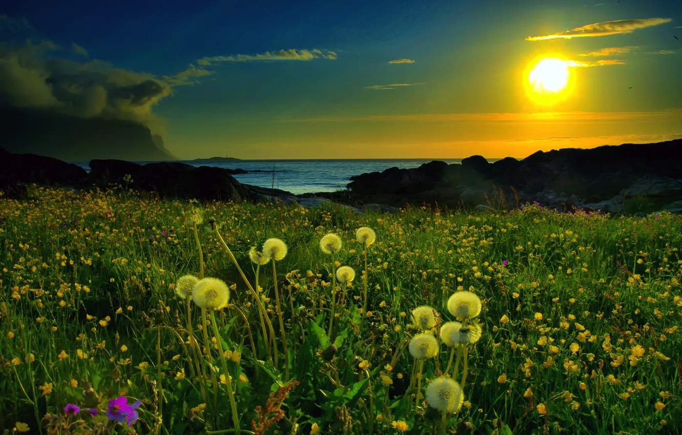 Photo wallpaper sunset, nature, lake, dandelion, glade