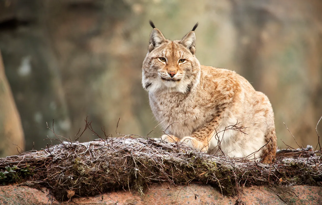 Photo wallpaper trees, branches, lynx, sitting