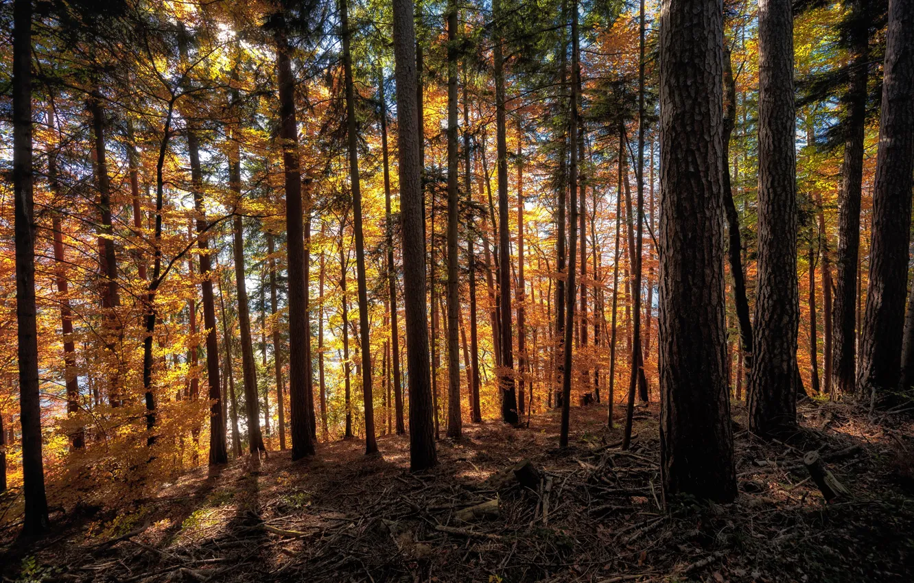 Photo wallpaper autumn, forest, the sun, trees, Switzerland, branches, Long SCHACHEN