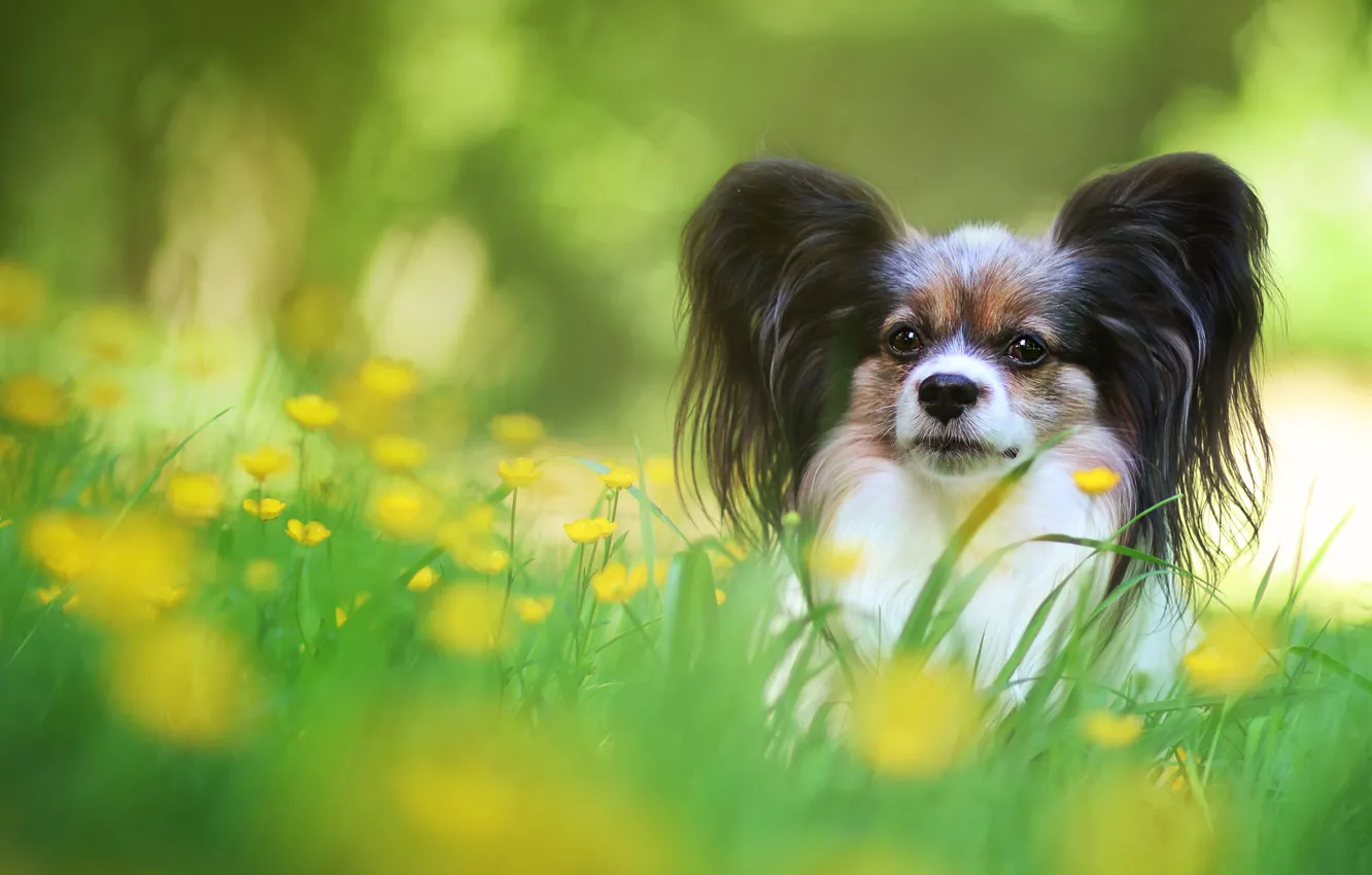 Photo wallpaper greens, summer, grass, look, flowers, yellow, dog, meadow