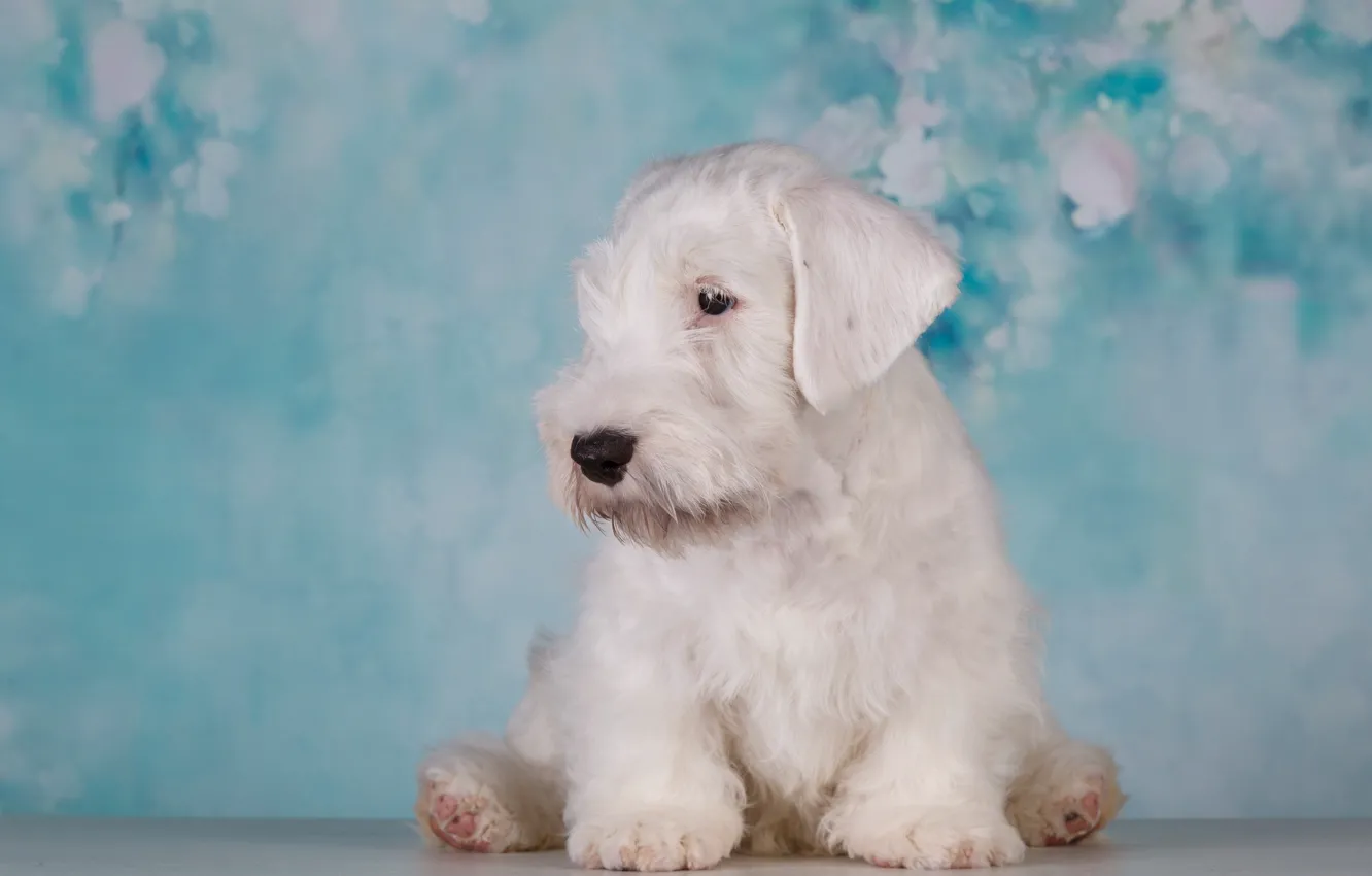 Photo wallpaper white, background, Dog, puppy, Baby