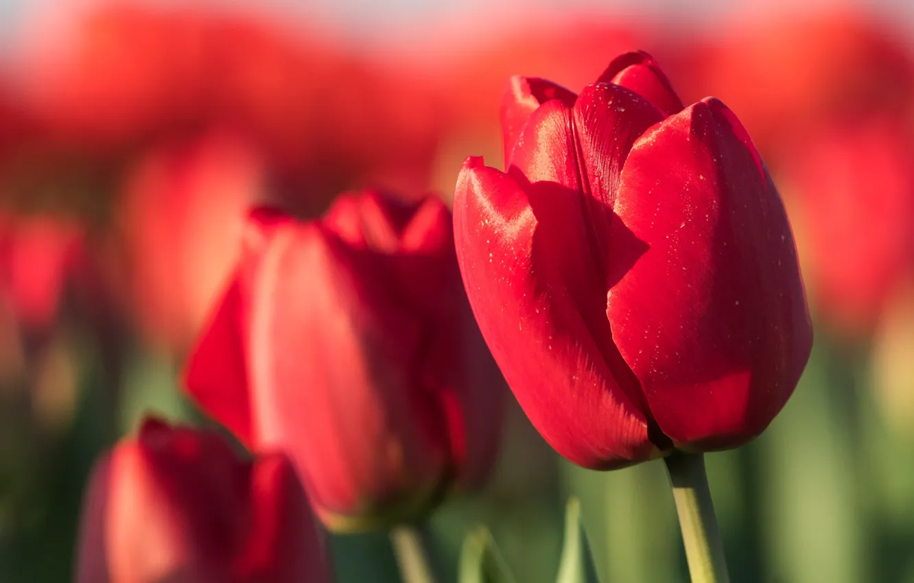 Photo wallpaper flowers, red, bright, spring, tulips, buds, al