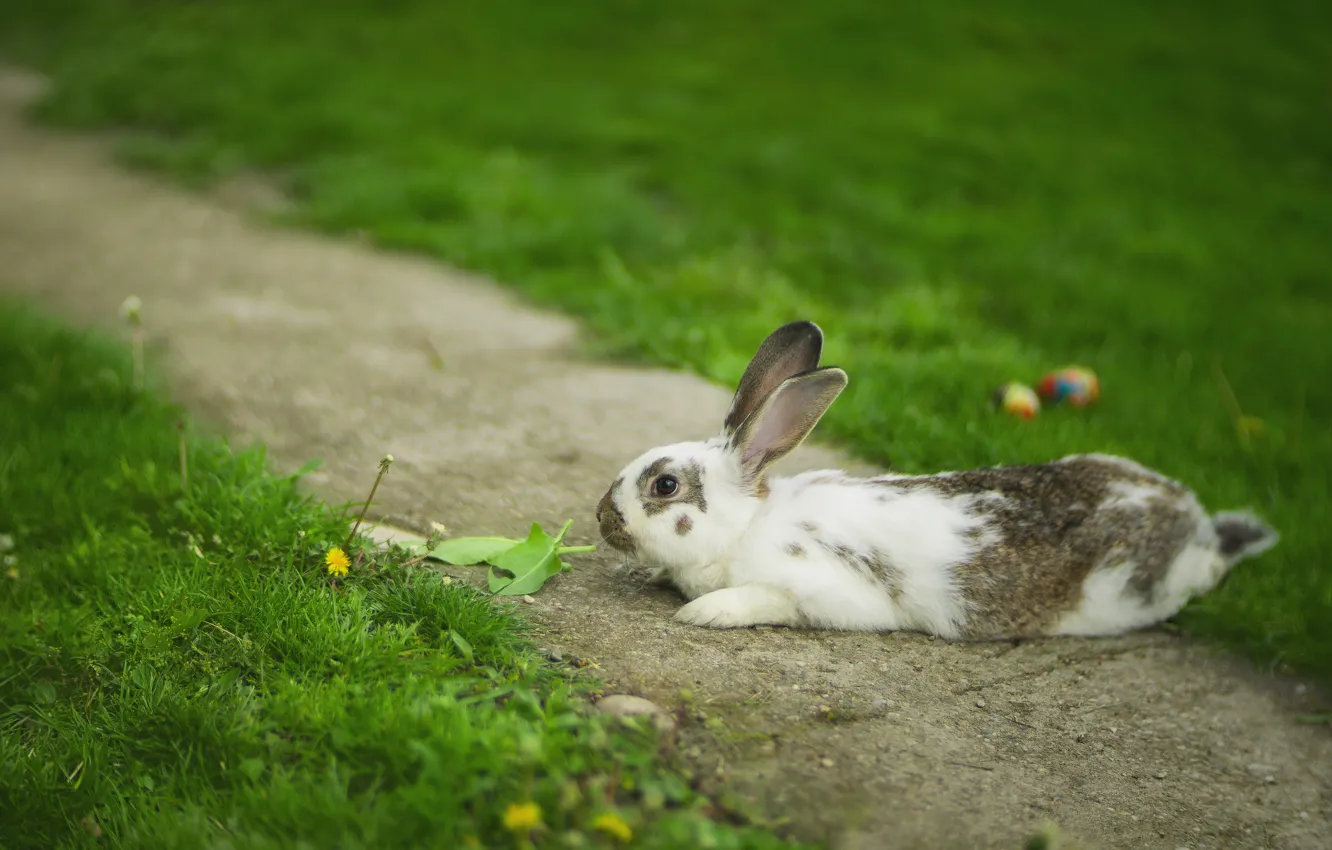 Photo wallpaper hare, rabbit, path, lawn