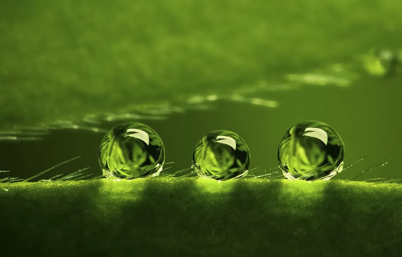 Photo wallpaper BACKGROUND, ROSA, WATER, DROPS, GREEN, SURFACE, PLANT, BALLS