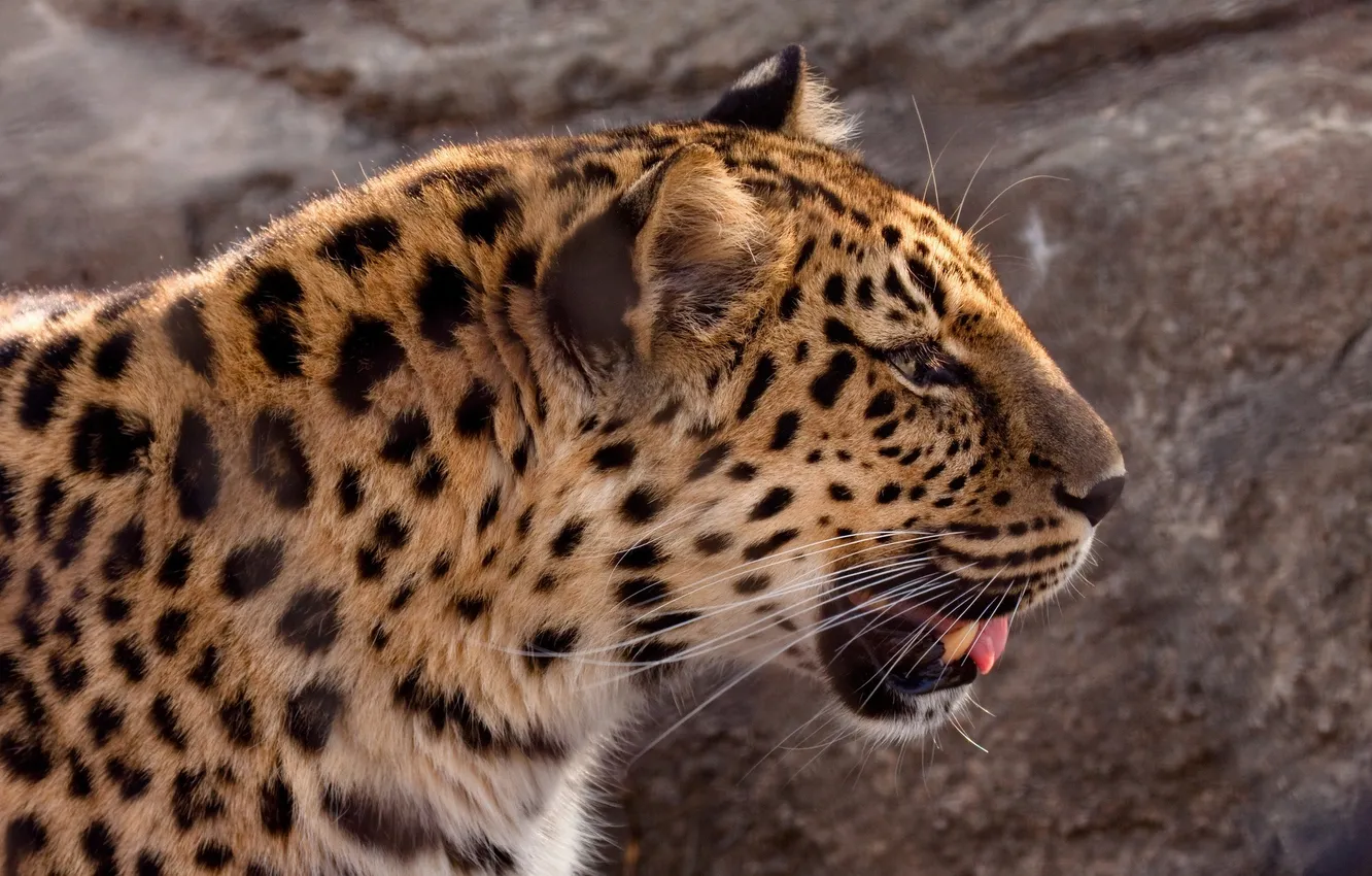 Photo wallpaper face, profile, wild cat, the Amur leopard, © Crystal Lynn Photos