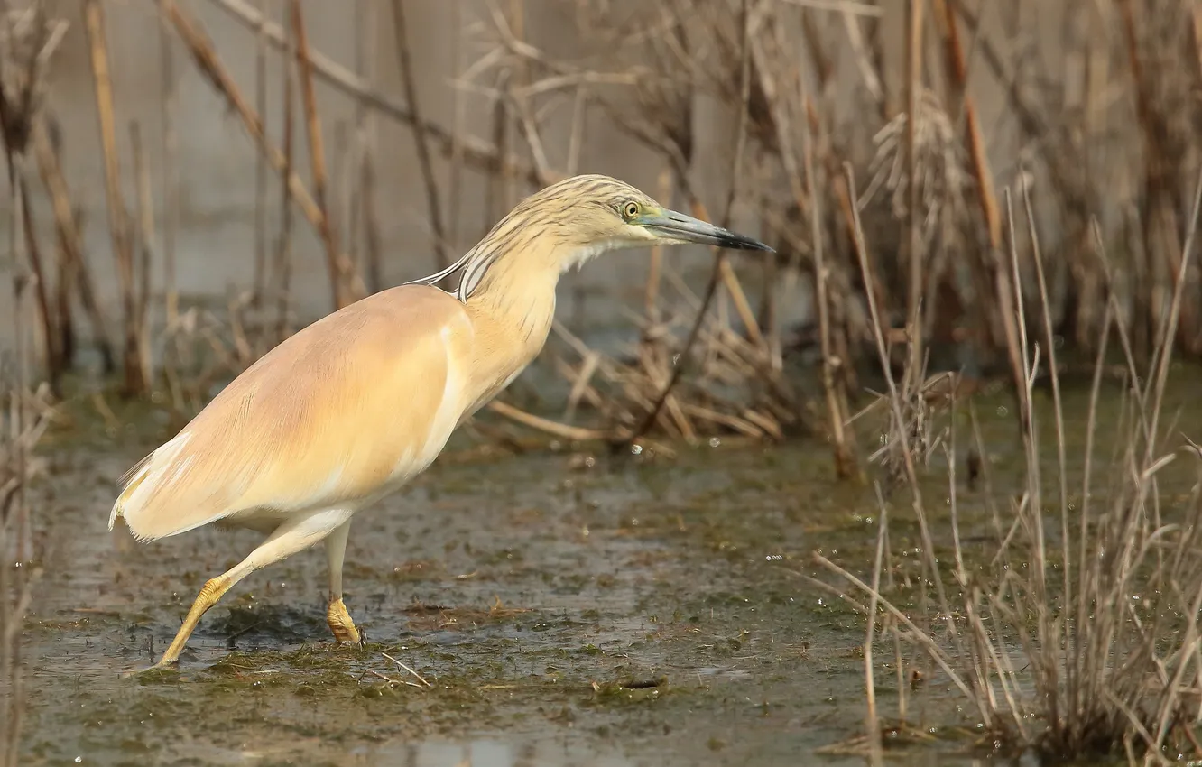 Photo wallpaper thickets, swamp, Heron