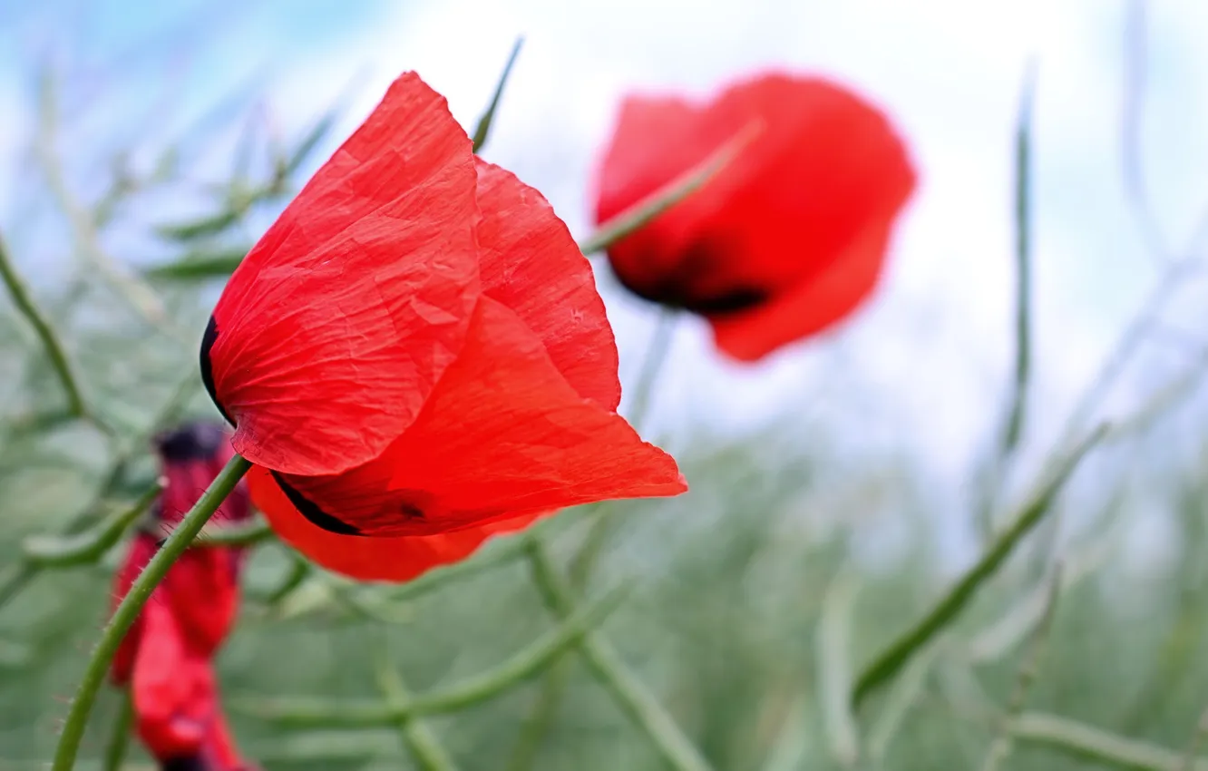 Photo wallpaper grass, flowers, red, Maki, field