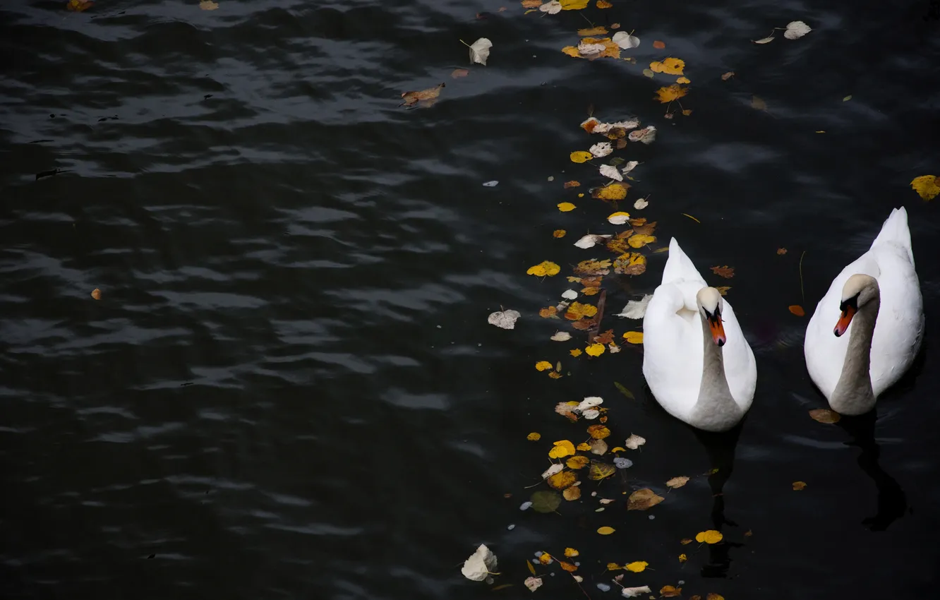 Photo wallpaper leaves, water, river, swans