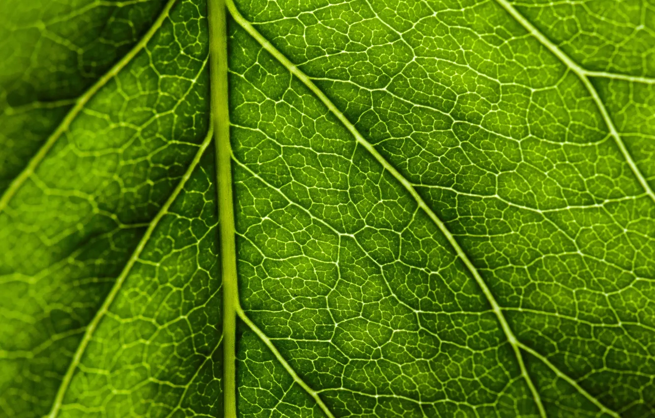 Photo wallpaper leaves, macro, green, veins