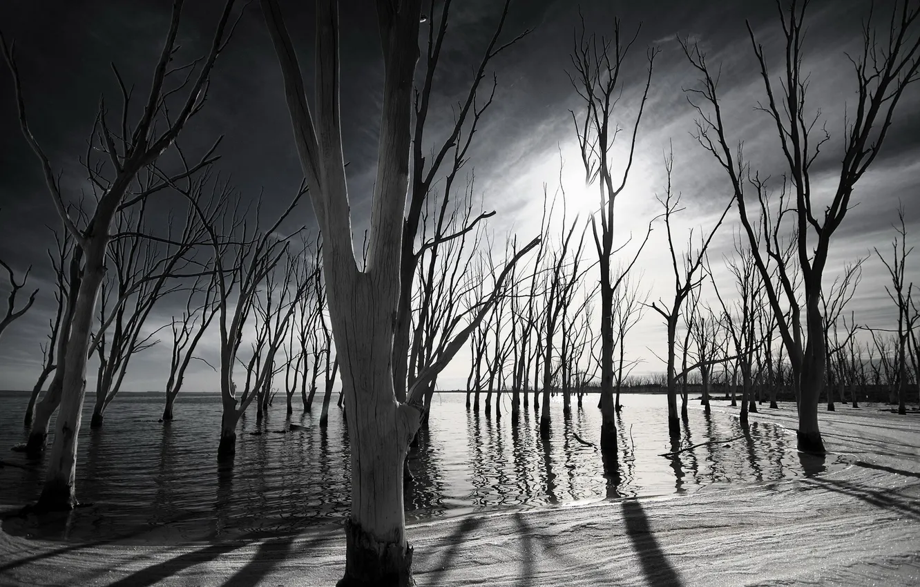 Photo wallpaper trees, landscape, lake