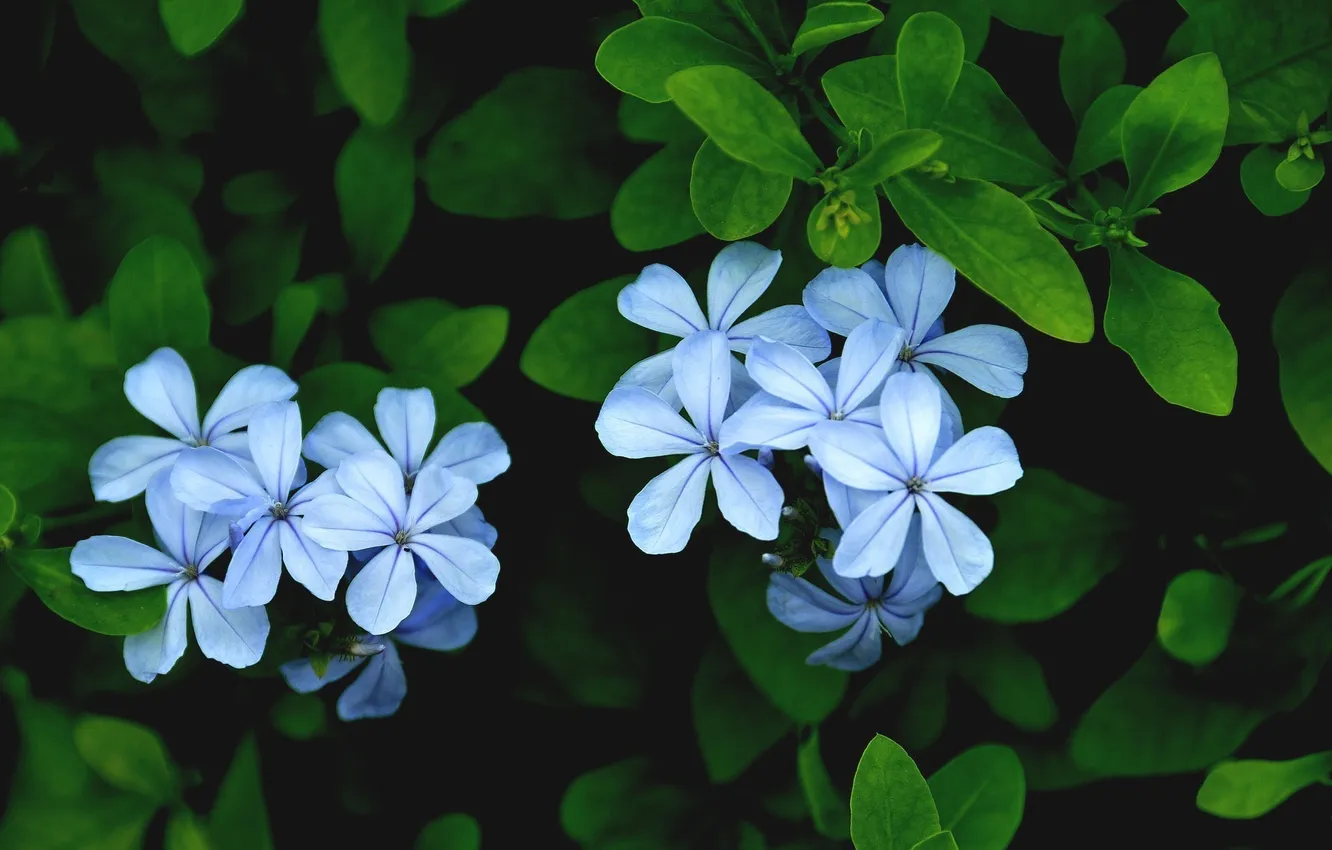 Photo wallpaper leaves, flowers, blue, petals, Plyumbago, Svinchatka