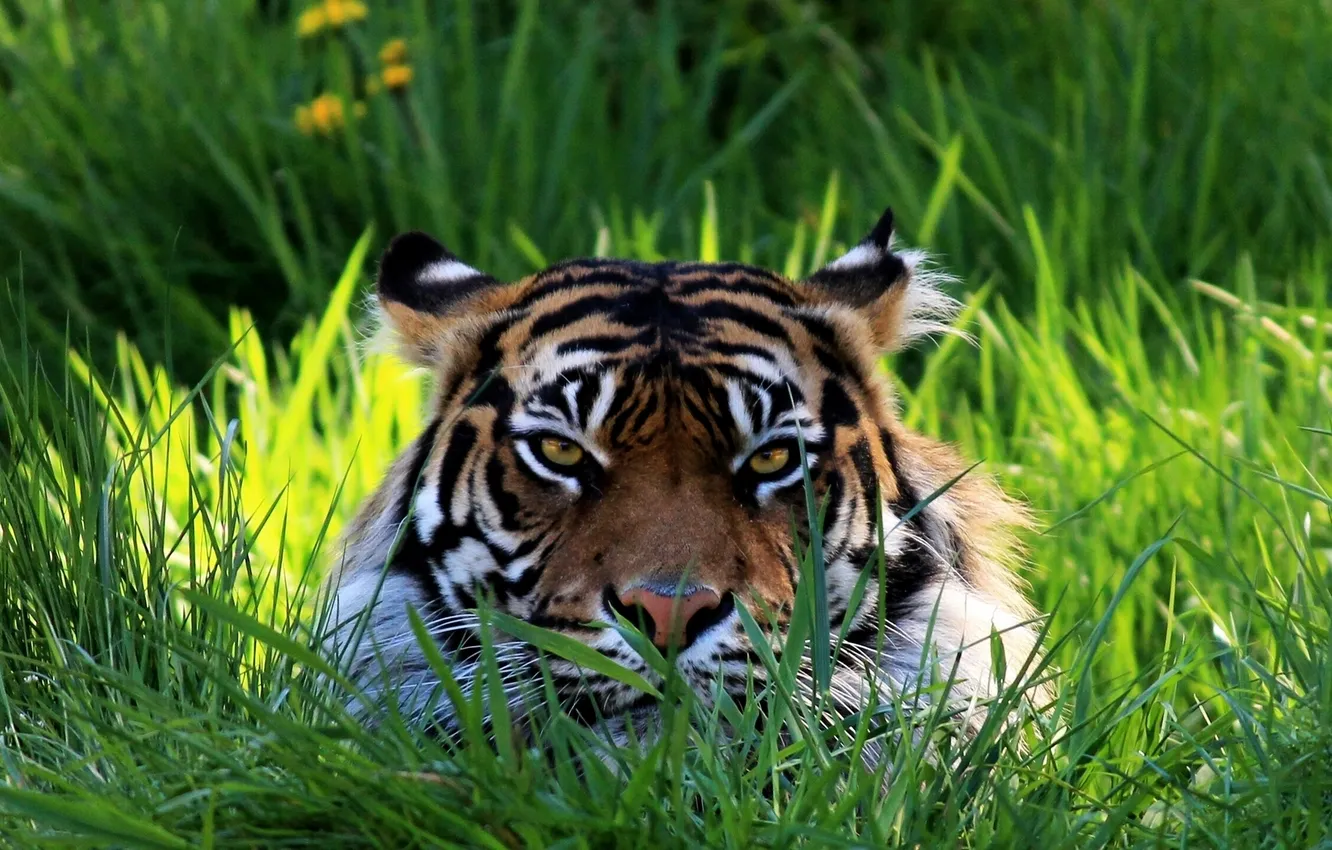 Photo wallpaper grass, look, face, tiger
