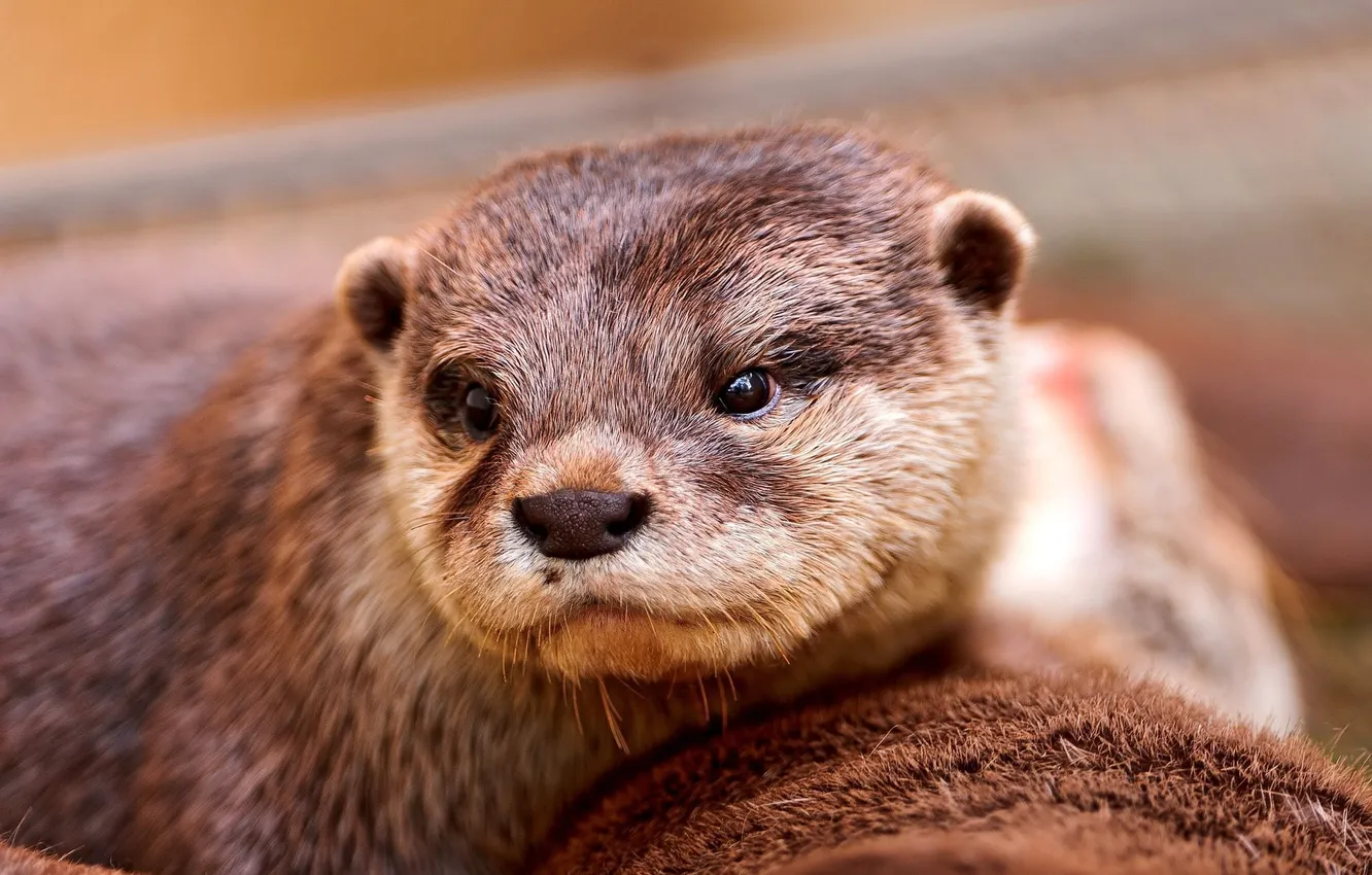 Photo wallpaper look, face, otter