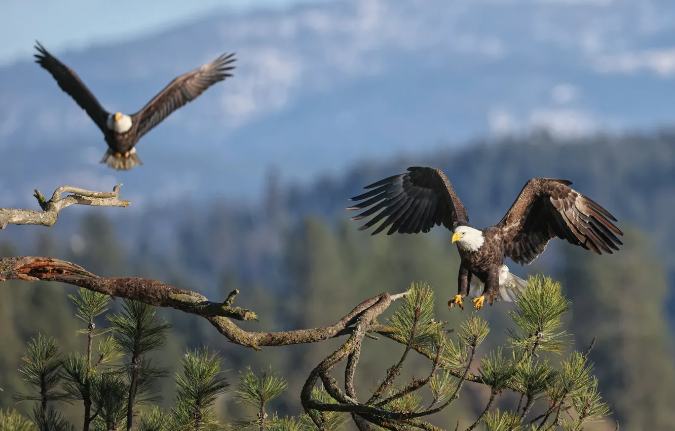 Photo wallpaper trees, branches, bird, two, pine, predatory, bald eagle, bald eagles
