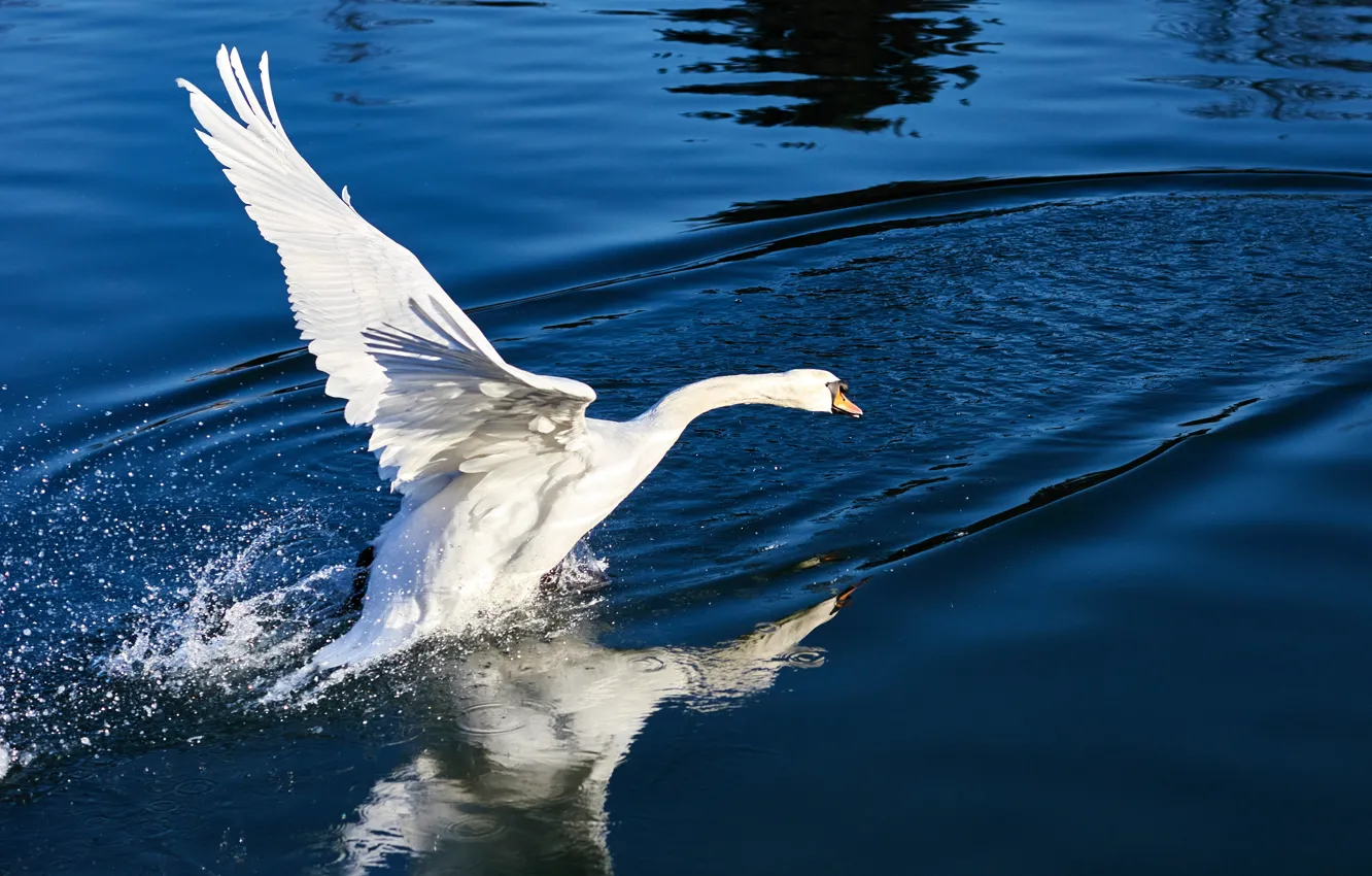 Photo wallpaper wave, white, water, light, squirt, reflection, bird, wings