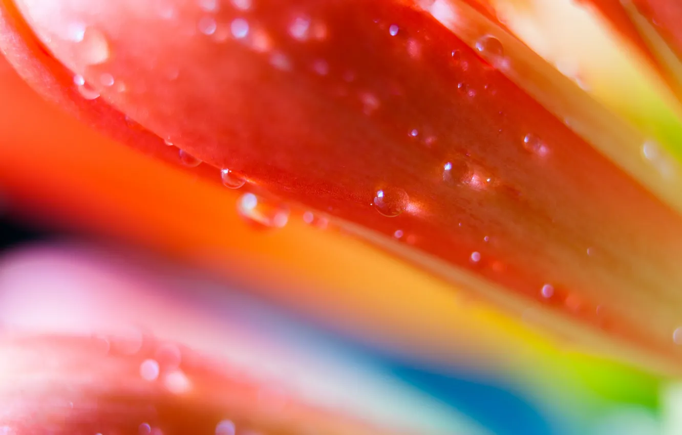 Photo wallpaper drops, flowers, color, petals