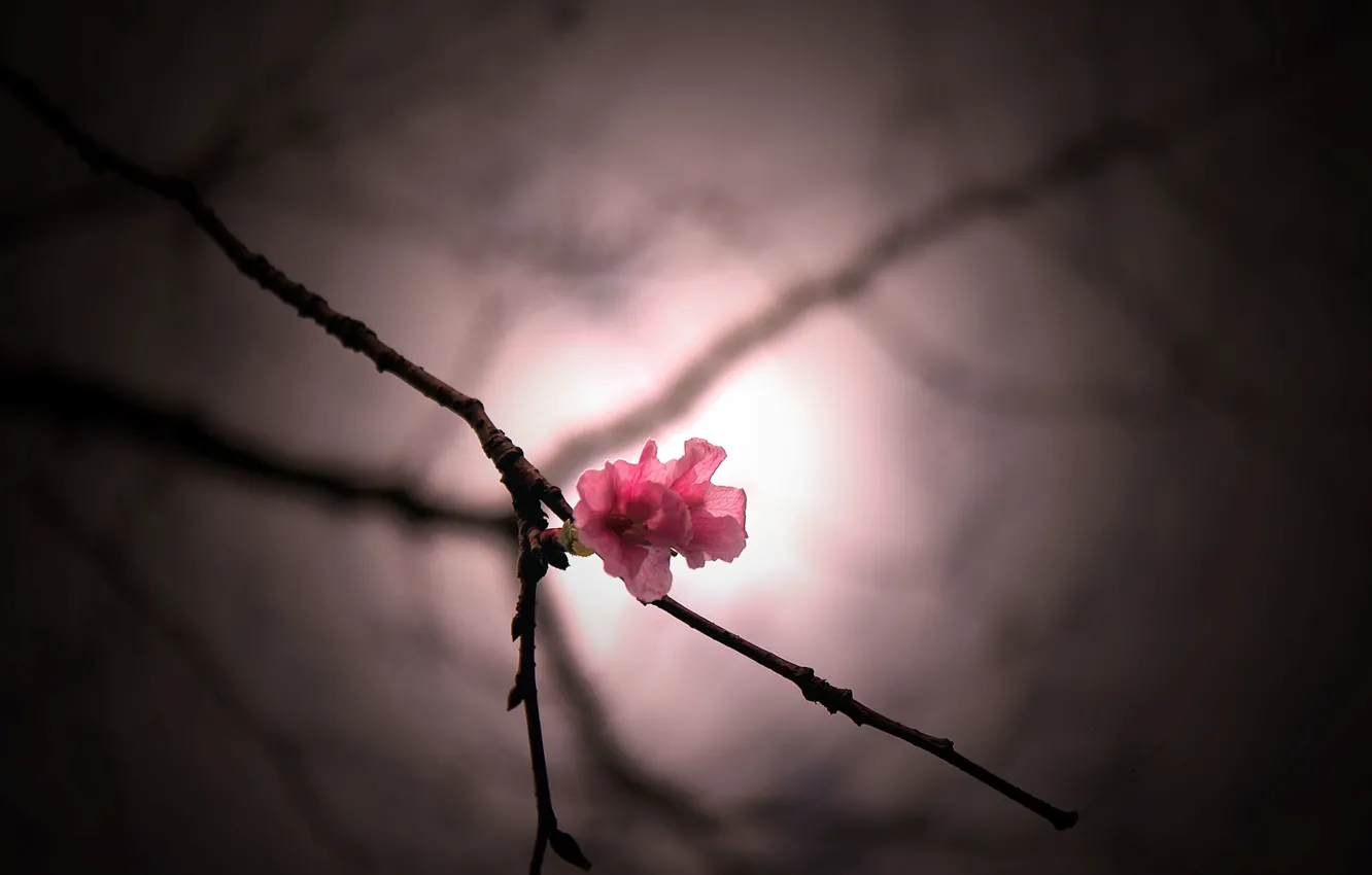 Photo wallpaper flowers, branches, Wallpaper, blur, wallpaper, pink, flowers, flower