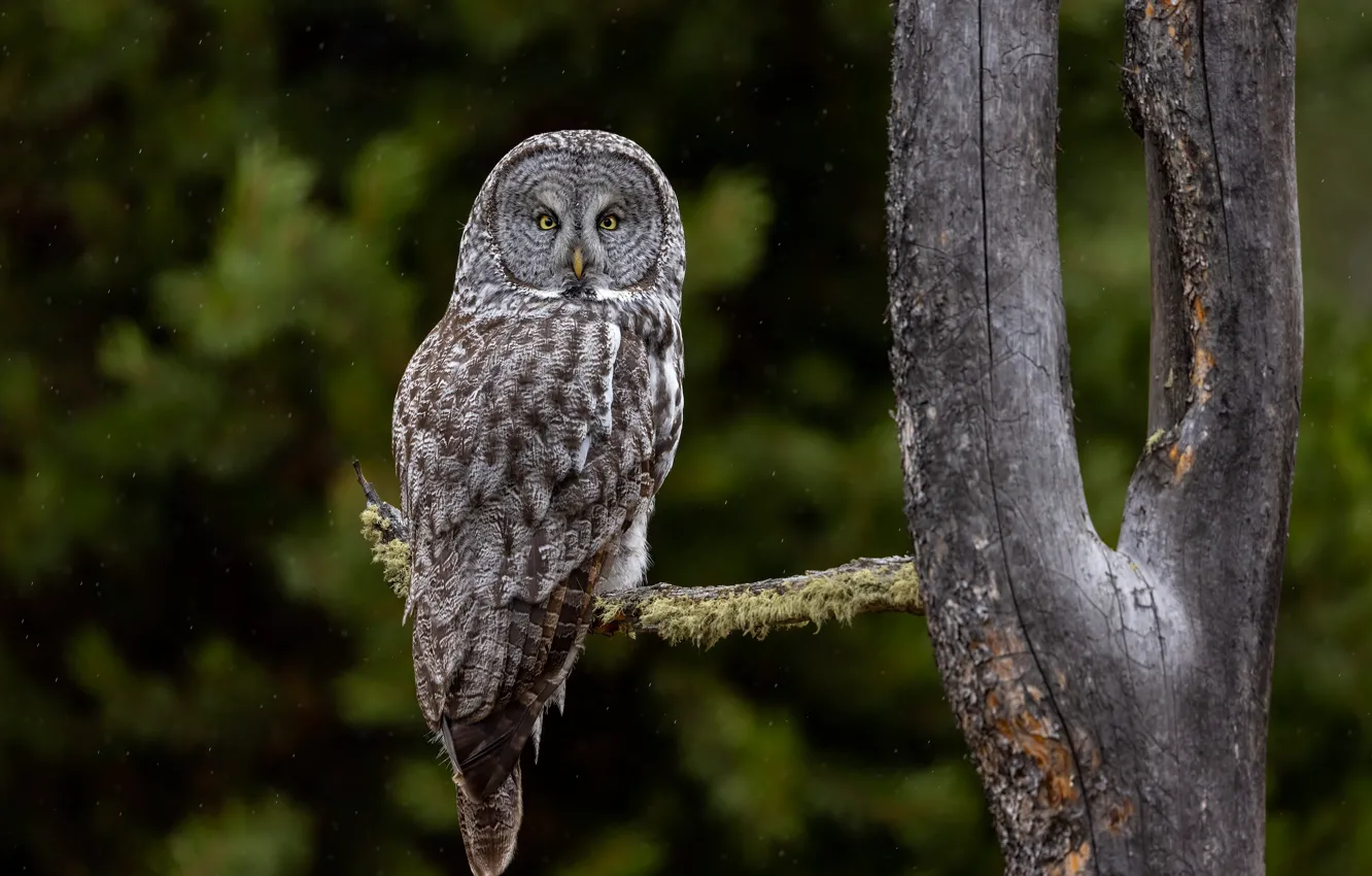 Photo wallpaper trees, owl, bird, owl