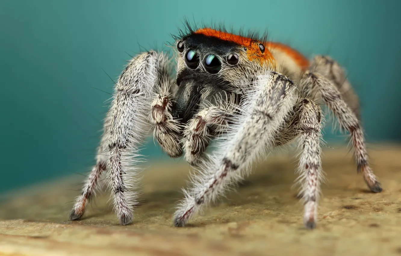 Photo wallpaper eyes, macro, surface, pose, background, legs, spider, hairy