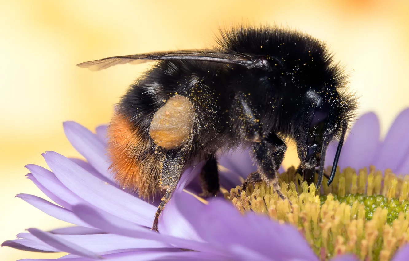 Photo wallpaper macro, flowers, background, work, pollen, petals, hairy, insect