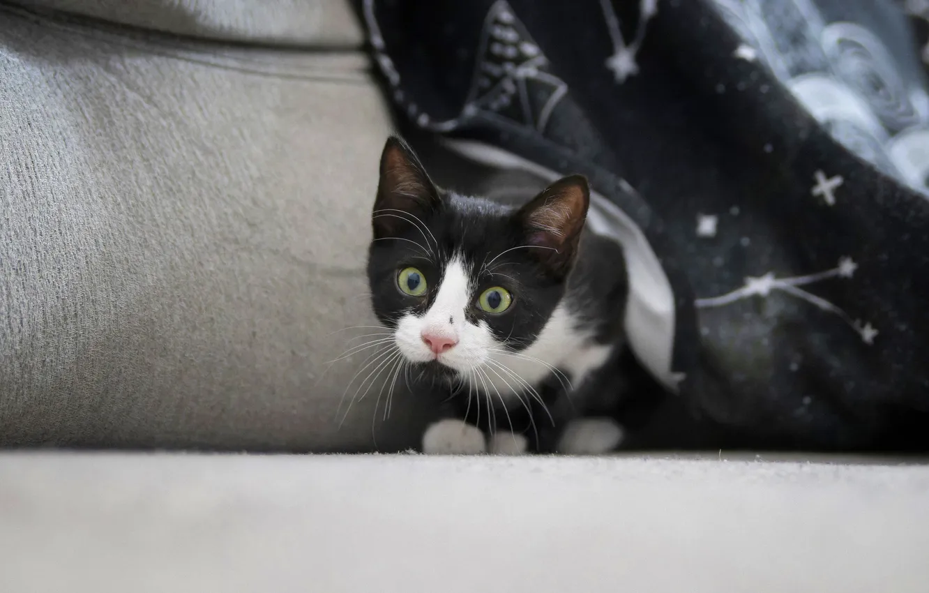 Photo wallpaper cat, cat, look, pose, sofa, surprise, black and white, plaid