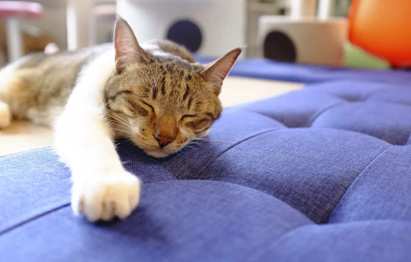 Photo wallpaper cat, sleeping, foot
