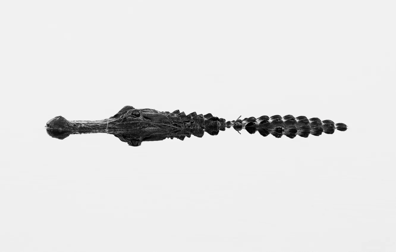 Photo wallpaper nature, river, crocodile